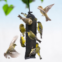 Finch Socks - Nyjer Sock Feeders